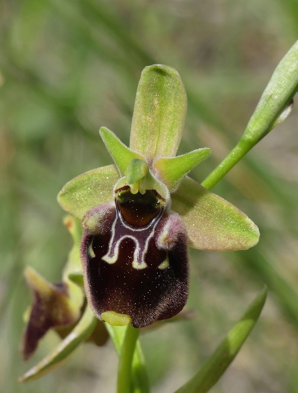 Forme ibride di Ophrys aranifera/sphegodes x Ophrys dinarica  9 giugno 2025  alto aquila